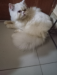 Persian cat male